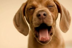 娱乐吃瓜君小狗,揭秘娱乐圈那些不为人知的幕后故事 娱乐吃瓜君小狗,揭秘娱乐圈那些不为人知的幕后故事