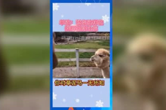 娱乐吃瓜羊,揭秘娱乐圈那些不为人知的幕后故事 娱乐吃瓜羊,揭秘娱乐圈那些不为人知的幕后故事