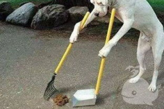梦见狗屎,狗屎象征的深层含义与启示