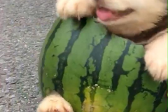 吃瓜娱乐狗,揭秘娱乐圈背后的那些事儿 吃瓜娱乐狗,揭秘娱乐圈背后的那些事儿