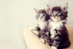 娱乐吃瓜酱小猫睡在哪里,揭秘萌宠的温馨睡眠角落 娱乐吃瓜酱小猫睡在哪里,揭秘萌宠的温馨睡眠角落