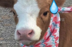 娱乐吃瓜酱爸爸的宠物,揭秘明星宠物的趣味生活 娱乐吃瓜酱爸爸的宠物,揭秘明星宠物的趣味生活