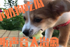 娱乐吃瓜菌小狗,揭秘娱乐圈那些不为人知的幕后故事 娱乐吃瓜菌小狗,揭秘娱乐圈那些不为人知的幕后故事